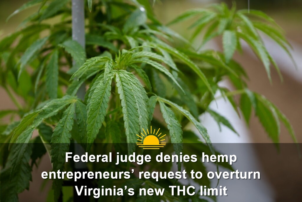 A hemp plant at Redfern Hemp Co. in Caroline County. (Photo by Charlotte Rene Woods/Virginia Mercury)