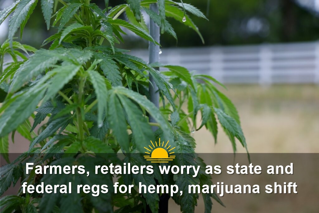A hemp plant at Redfern Hemp Co. in Caroline County. (Photo by Charlotte Rene Woods/Virginia Mercury)