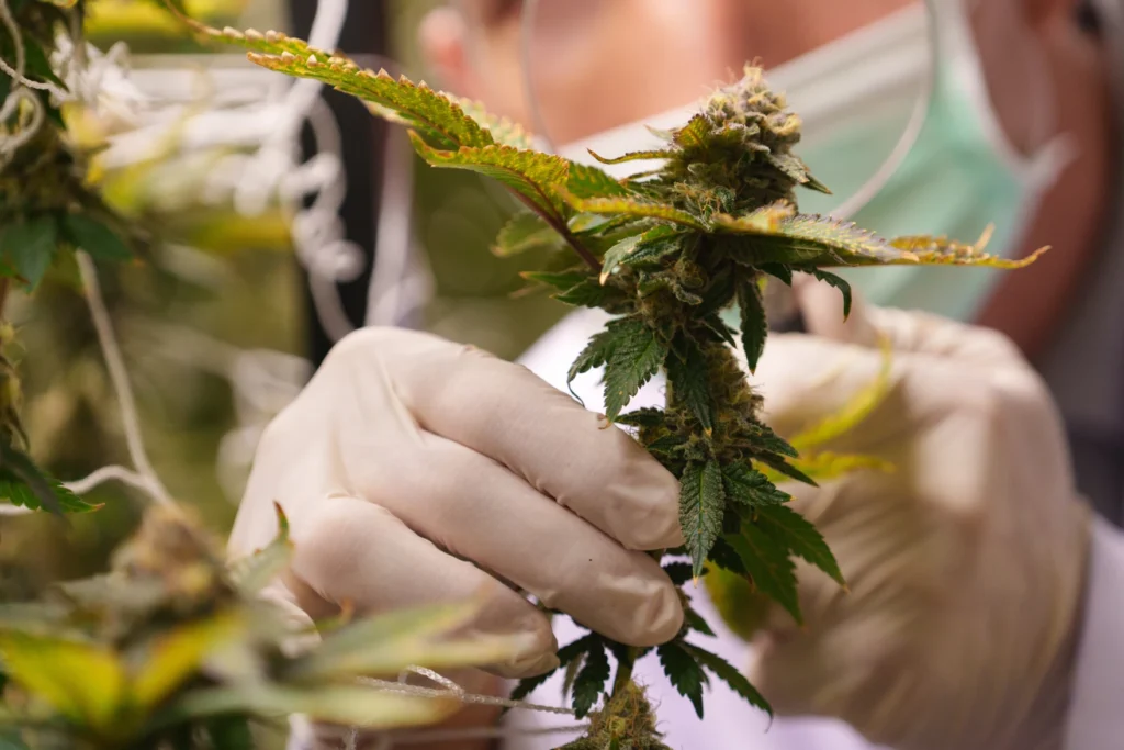 cannabis plants are inspected during cultivation. Abigail Spanberger’s veto of a retail cannabis bill leaves businesses waiting and regulators limited in how much they can prepare for a future adult-use market. (Photo courtesy Shutterstock)