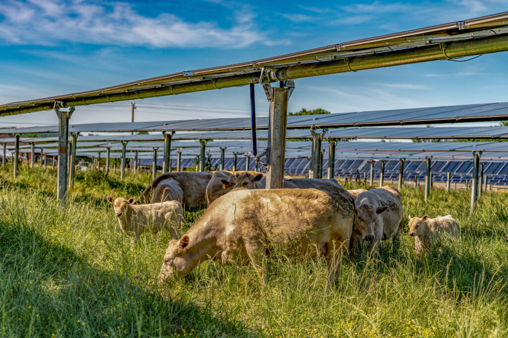 Move over, sheep. Cattle are grazing solar sites, too, and that’s good news for Virginia.