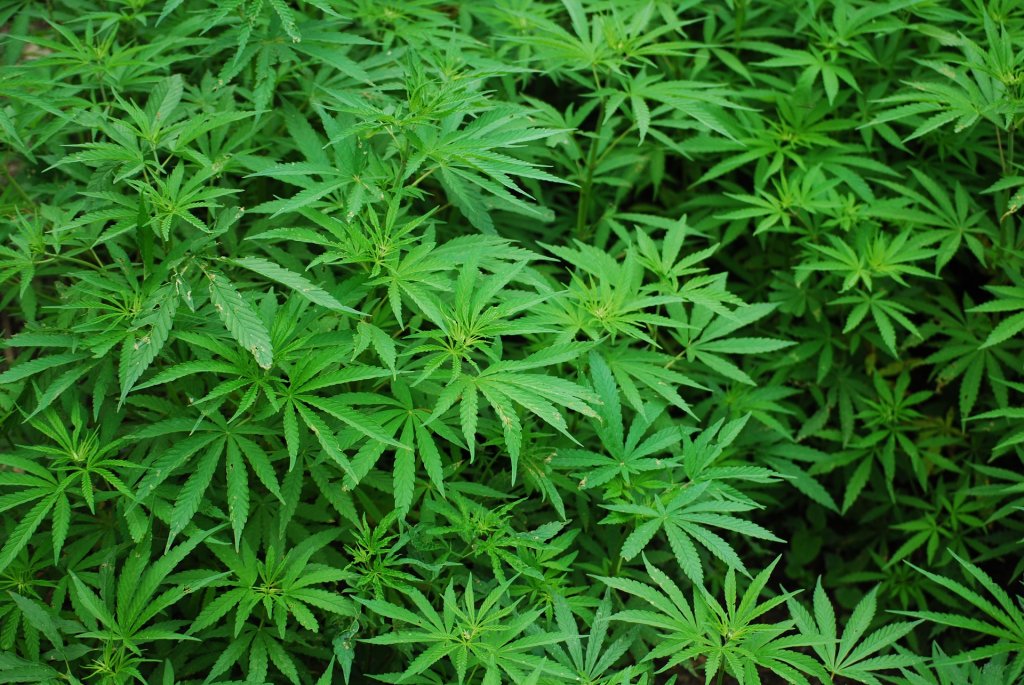 Marijuana leaves. (Pixabay/Creative Commons license)