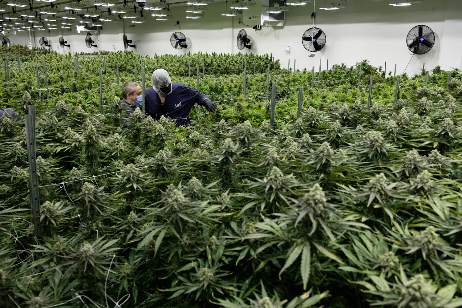 Marijuana sales bills clear Virginia legislature