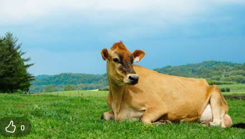 Duchess Dairy Expansion in Wythe County
