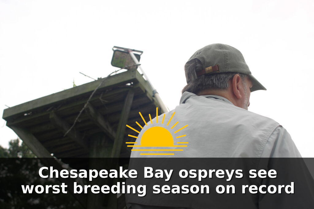 Dr. Bryan Watts, a researcher at William & Mary checks an osprey nest for eggs on the Ware River. (Photo by Shannon Heckt/Virginia Mercury)