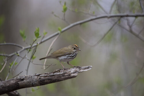 An ovenbird warbler walks along a dead branch
