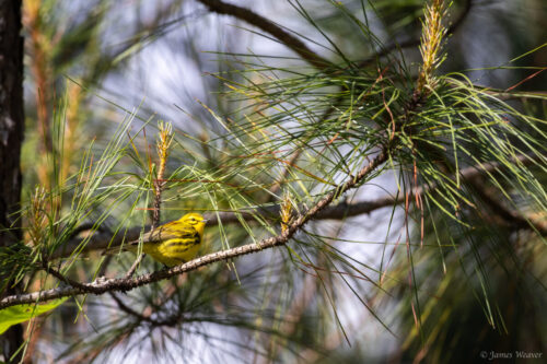 An adult prairie warbler perched in a pine tree