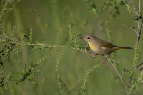 A female common yellowthroat warbler perches in green and pink shrubs
