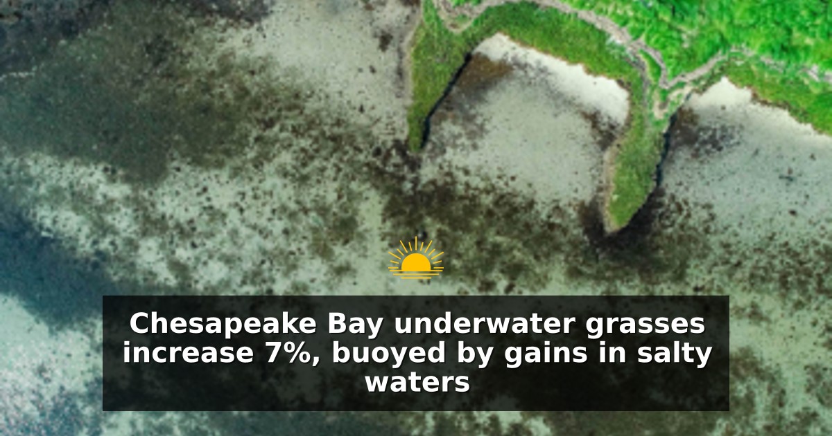 Chesapeake Bay underwater grasses increase 7%, buoyed by gains in salty waters