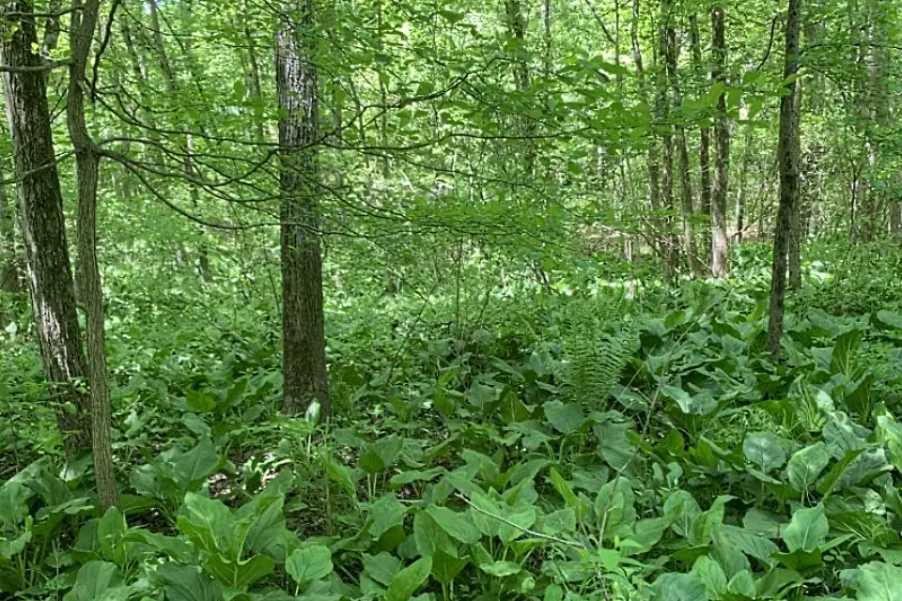 Virginia Land Conservation Foundation Pushes Record $17.21 Million Budget for Fiscal Year 2027