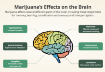 Marijuana Bills Advance Due to Democrat Majority