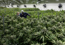 Marijuana sales bills clear Virginia legislature