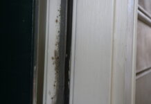 Prince George resident files lawsuit against apartment management over mold