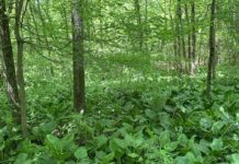 Virginia Land Conservation Foundation Pushes Record $17.21 Million Budget for Fiscal Year 2027