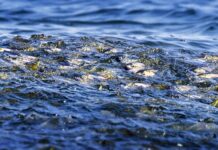 After years of effort, Chesapeake Bay-specific menhaden population study gets funding A provision in the two-year budget that lawmakers finalized June 29 will fund a state study on menhaden, small forage fish in the Chesapeake Bay. (Photo by Vicki Jauron, Babylon and Beyond Photography via Getty Images)