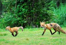 Rabid foxes found in Campbell and Franklin counties