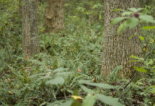 Watershed mapping project shows rapid loss of forests, offers new view of Va.’s changing landscapes