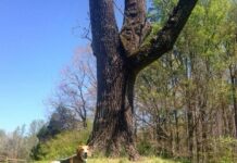 Marty Martinez will soon require hunting with dogs to be permitted