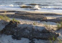 Virginia House Passes HB52 Unanimously to Boost Beneficial Use of Dredged Material for Coastal Protection