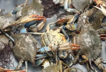Chesapeake Bay sees increase in juvenile blue crabs, drop in adult females Blue crabs from the Lynnhaven River in Virginia Beach in May 2025. (Photo by Katherine Hafner/WHRO)