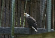 The bald eagle’s comeback and centuries as national symbol A bald eagle at the Wildlife Center of Virginia May 15, 2026. (Photo by Shannon Heckt/Virginia Mercury)