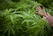 Abigail Spanberger vetoes cannabis bill, stalling legal sales again Cannabis remains legal to possess and grow in Virginia, but Gov. Abigail Spanberger on Tuesday vetoed legislation that would have created a regulated adult-use retail market in the commonwealth. (Photo by Uriel Sinai/Getty Images)
