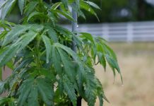 Farmers, retailers worry as state and federal regs for hemp, marijuana shift A hemp plant at Redfern Hemp Co. in Caroline County. (Photo by Charlotte Rene Woods/Virginia Mercury)