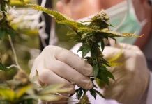 Another year, another Virginia retail marijuana market veto leaves businesses, the public with few options cannabis plants are inspected during cultivation. Abigail Spanberger’s veto of a retail cannabis bill leaves businesses waiting and regulators limited in how much they can prepare for a future adult-use market. (Photo courtesy Shutterstock)