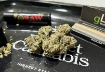 High-potency marijuana fuels state debates over psychosis and addiction risks Cannabis flower rests on a rolling tray, surrounded by a pack of rolling papers, a grinder and a lighter. Lawmakers in a handful of states this year have introduced legislation to impose stricter THC limits on certain cannabis products. Photo by Amanda Watford/Stateline)