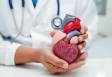 Cardiovascular health spending has tripled, but death rates are rising in major Hampton Roads cities A doctor holds an anatomical heart model. Cardiovascular disease remains a leading cause of death in Hampton Roads despite advances in treatment. (Photo courtesy Shutterstock)