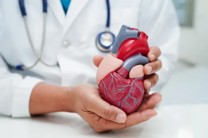 A doctor holds an anatomical heart model. Cardiovascular disease remains a leading cause of death in Hampton Roads despite advances in treatment. (Photo courtesy Shutterstock)